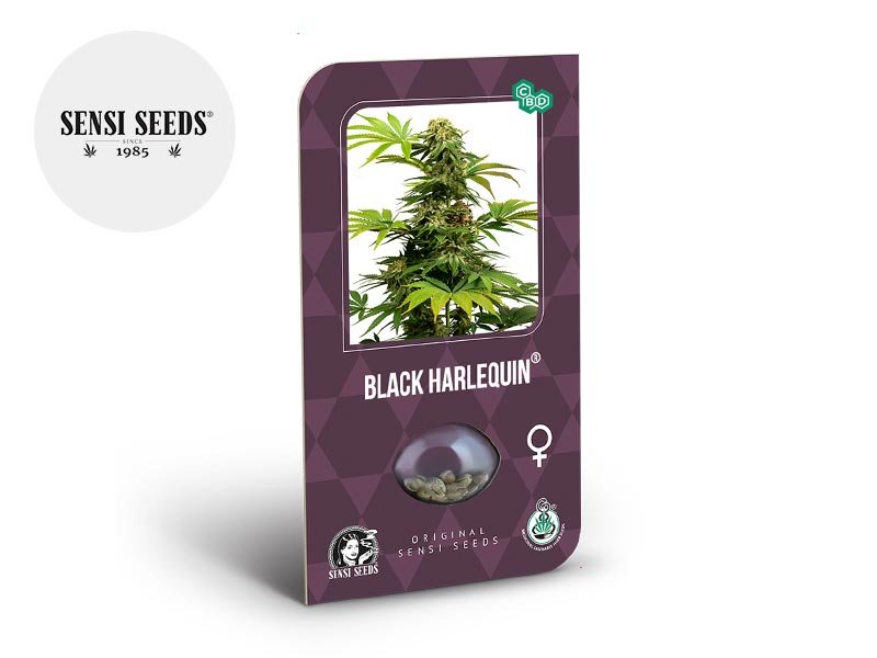 Graines CBD Black Harlequin féminisées - Sensi Seeds