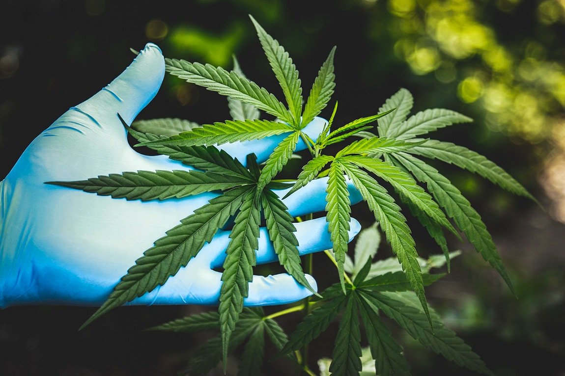 Combien De Temps Reste Le CBD Dans Les Urines Les Infos combien-de-temps-reste-le-cbd-dans-les-urines-les-infos