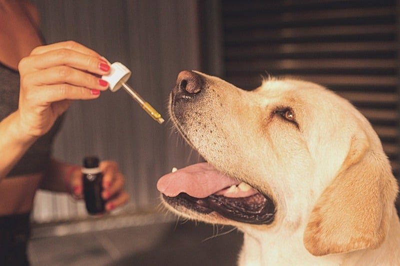 Donnez un prod CBD pour chien pas cher