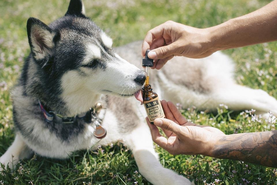 Huile de CBD pour chien toutes races