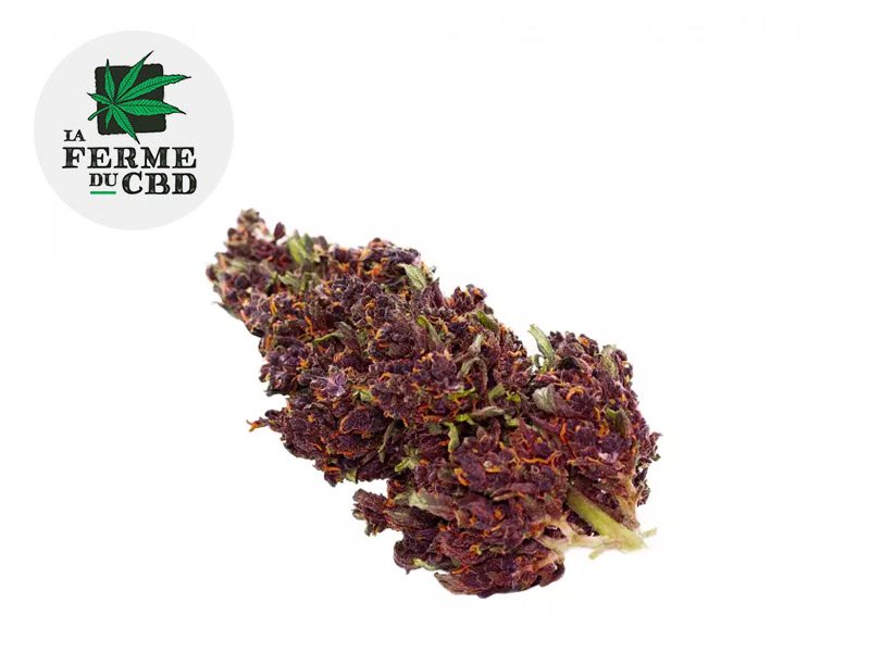 Fleur Purple Haze CBD Outdoor 13% - La Ferme du CBD