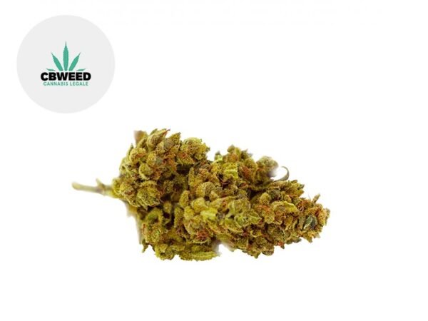 Fleur Mango Haze CBD Greenhouse 8% - Cbweed
