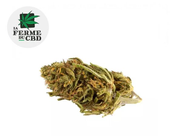 Fleur Critical CBD Outdoor 20% - La Ferme du CBD