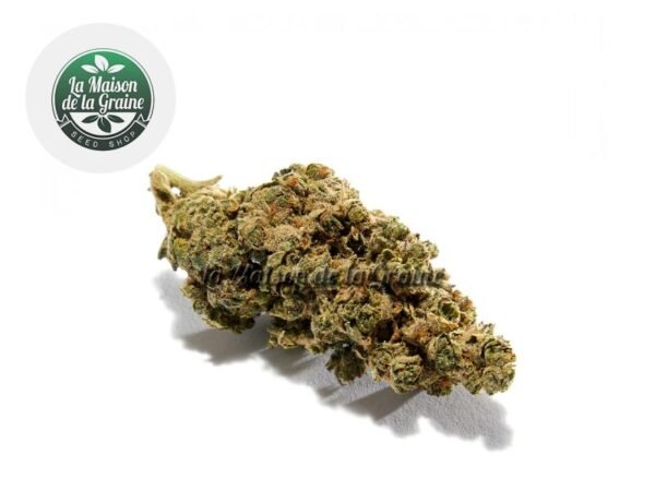 Fleur Amnezia Haze CBD Indoor 17% - La Maison De La Graine