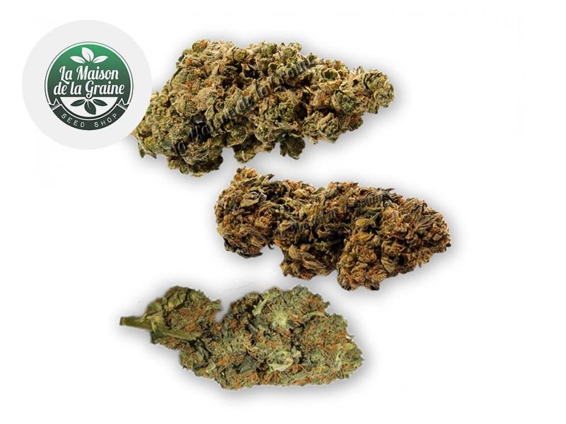 Fleur Coffret Traditionnel Fleurs CBD Indoor % - La Maison De La Graine