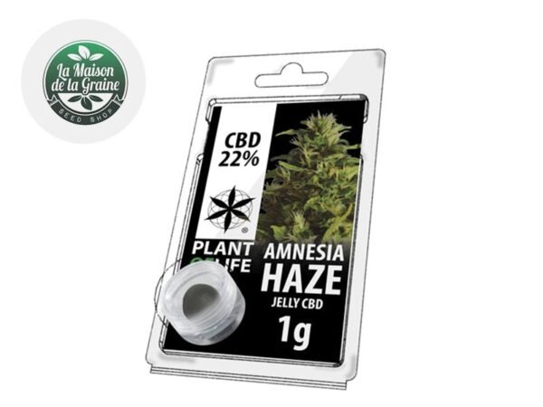 Résine Amnesia Haze CBD 22% - Plantoflife
