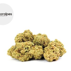 Fleur Candy Kush CBD Indoor 13% - Floralpes