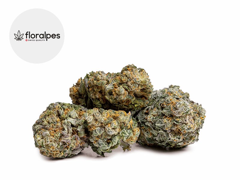 Fleur Gelato CBD Indoor 14% - Floralpes