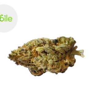 Fleur Gold Kush CBD Indoor 4.3% - Odile Green