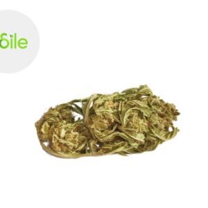 Fleur New York Cheese Cake CBD Indoor 2.9% - Odile Green