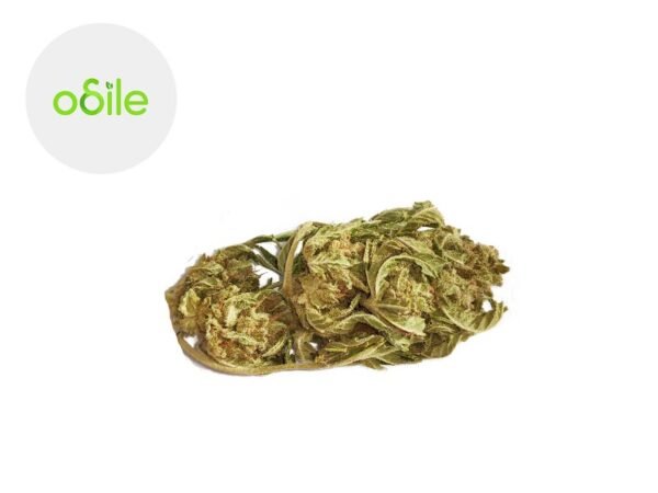 Fleur New York Cheese Cake CBD Indoor 2.9% - Odile Green