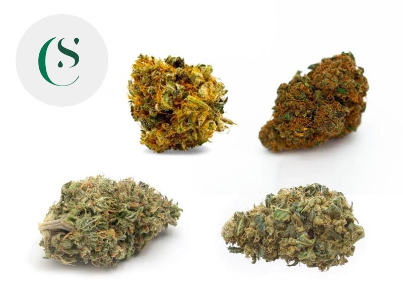 Fleur Pack Indoor CBD Découverte Indoor % - Saveurs CBD
