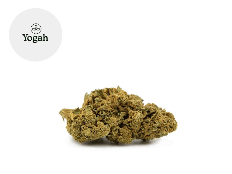 Fleur Bubble Gum du Sud-Est Greenhouse 7.04% - Yogah