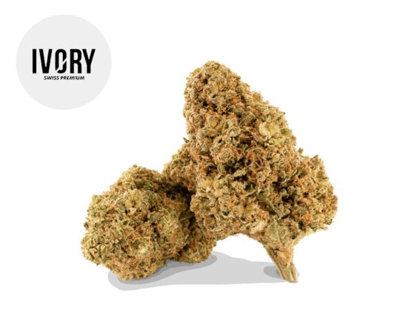 Fleur Mango Gelato CBD Indoor 18.3% - Ivory Swiss