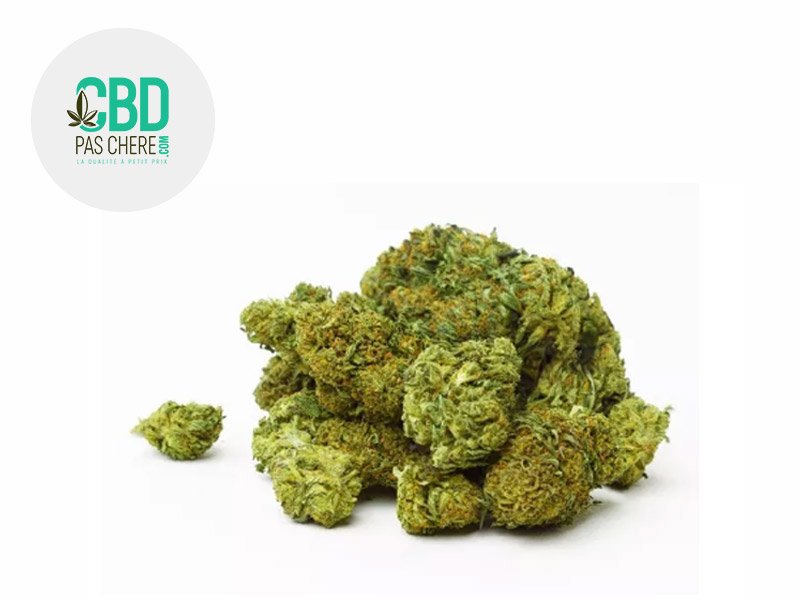 Fleur Swiss Cheese CBD Outdoor 14% - CBD Pas Chère
