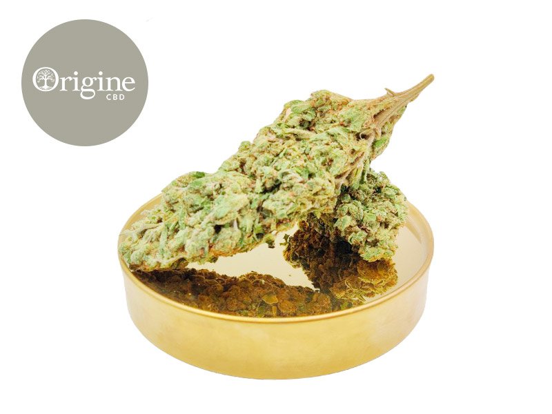 Fleur White Frost CBD Indoor 11% - Origine CBD