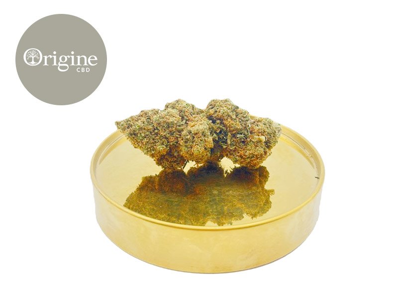 Fleur Amnesia Kush CBD Greenhouse 11% - Origine CBD