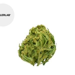 Fleur Mojo Mango CBD Greenhouse 16% - TealerLab