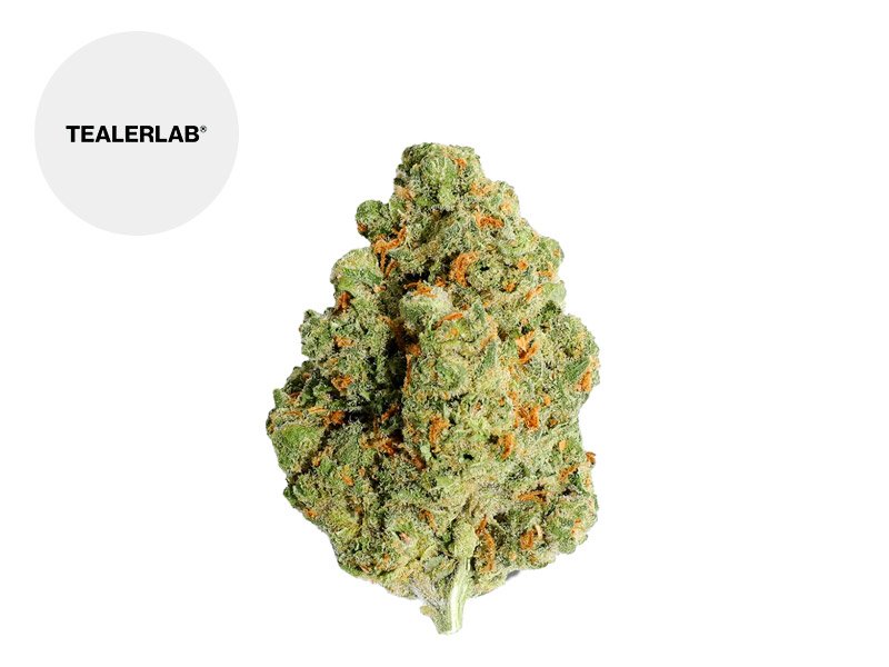 Fleur Amnesia Calilab CBD Indoor 32% - TealerLab